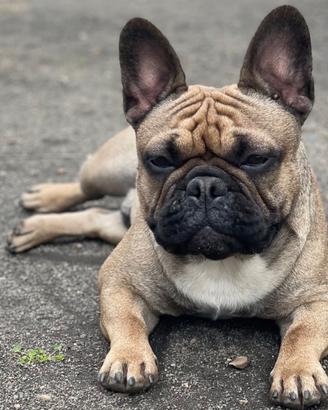 Bulldog francese accoppiamento