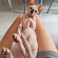 Gattina Sphynx