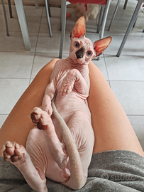 Gattina Sphynx