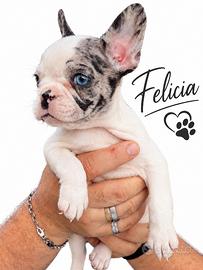 Cuccioli di bouledogue francese