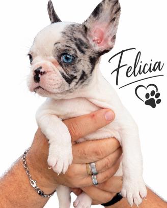 Cuccioli di bouledogue francese