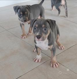Pitbull ukc