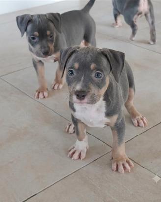 Pitbull ukc