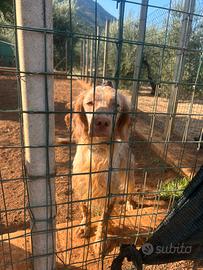 Cane setter arancio