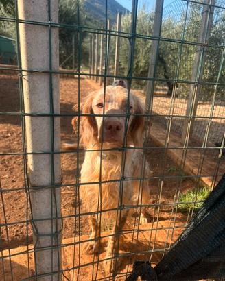 Cane setter arancio