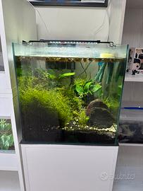 Acquario già avviato