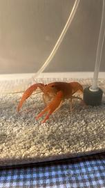 Aragosta d'acqua dolce