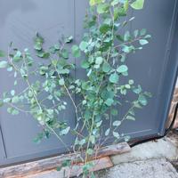 populus eucaliptus piante vaso