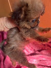 Rarissimo cucciolo di Pochi super TOY