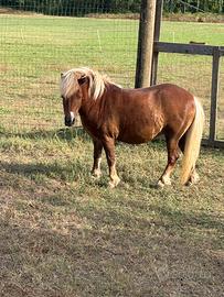 Pony