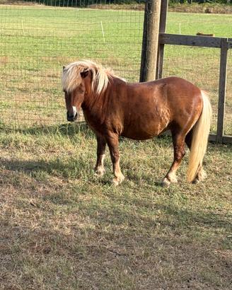 Pony