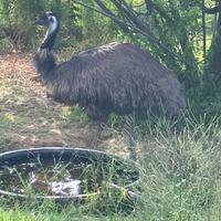 Emù australiano