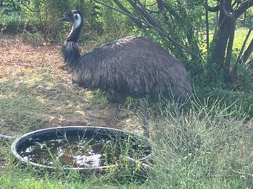 Emù australiano