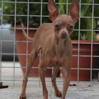 Russian Toy terrier nano