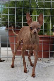 Russian Toy terrier nano