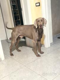 Weinmaraner di 3 anni