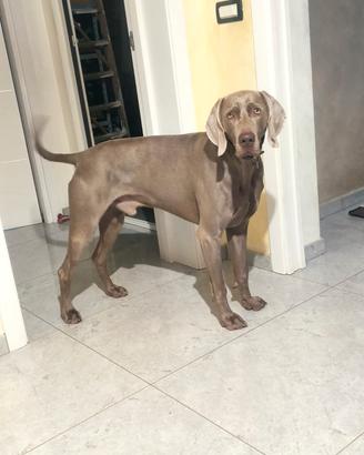Weinmaraner di 3 anni