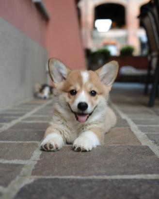 Cuccioli di Corgi