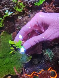 Corallo Montipora stellata verde fluo