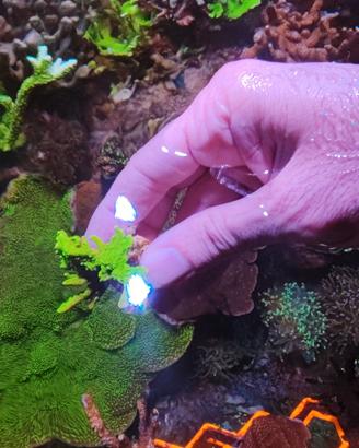 Corallo Montipora stellata verde fluo