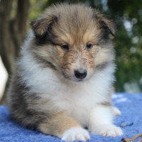 Pastore scozzese a pelo lungo