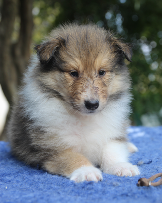 Pastore scozzese a pelo lungo