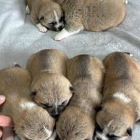 Cuccioli Akita inu