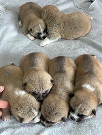 Cuccioli Akita inu