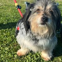 SIC un cagnolino speciale da adottare