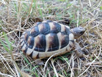 Testudo marginata