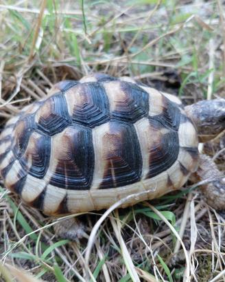 Testudo marginata