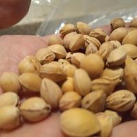 Noccioli di ciliegio