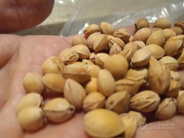 Noccioli di ciliegio