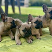 Cuccioli di bouledogue francese