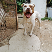 American Pitbull Terrier per monta