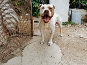 American Pitbull Terrier per monta