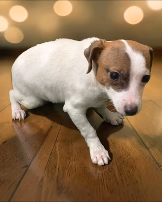 Jack russel recupero spese