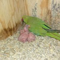 Parrocchetto dal collare