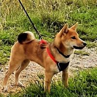 PETTORINA NOBBY – Piccola Taglia - Rosso/Nero