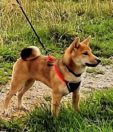 PETTORINA NOBBY – Piccola Taglia - Rosso/Nero