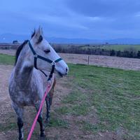 ?7 anni, 144 cm al garrese - Fiumicino (RM)?