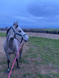 ?7 anni, 144 cm al garrese - Fiumicino (RM)?