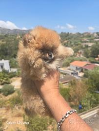 Toy pomerania spitz tedeschi nano pedigree