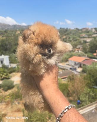 Toy pomerania spitz tedeschi nano pedigree