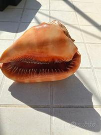 conchiglia di mare splendida
