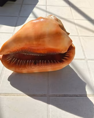 conchiglia di mare splendida