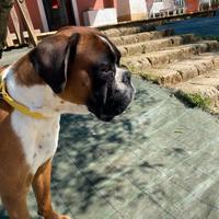 Boxer maschio per monta