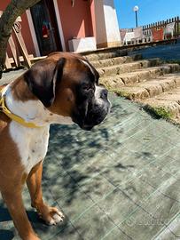 Boxer maschio per monta