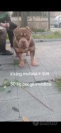 American bully