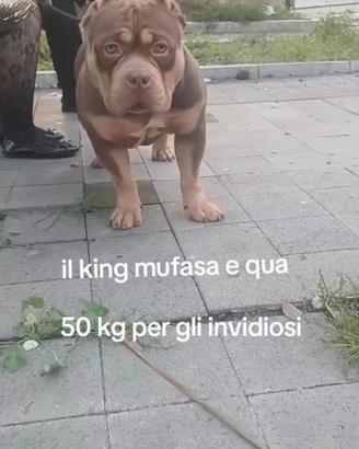 American bully